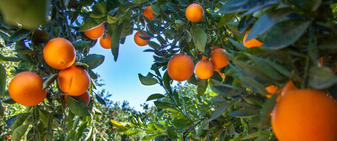 Good Taste Farm – Valencia and Navel Oranges